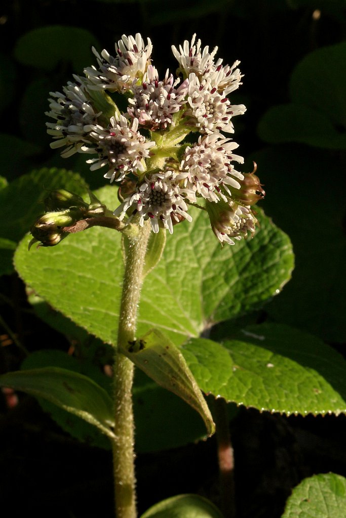 Petasites fragrans (Winter Heliotrope)