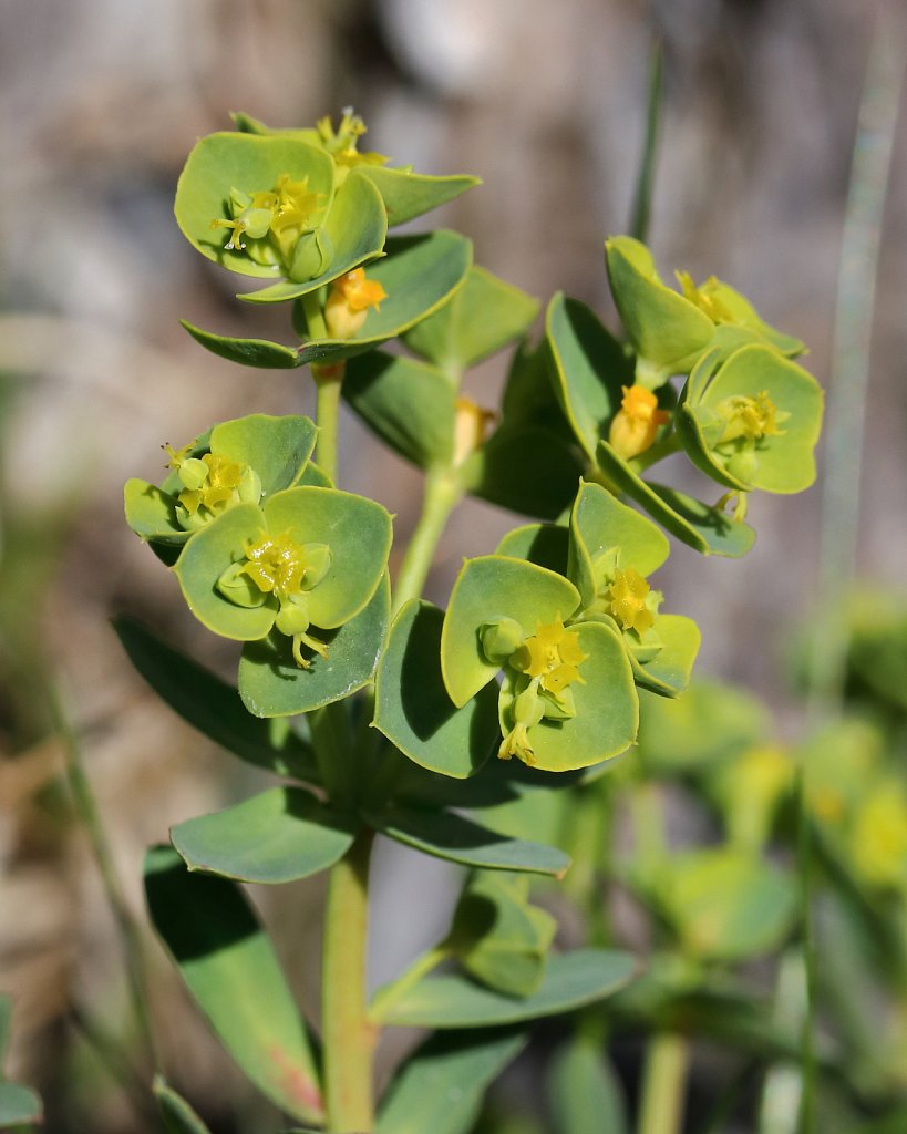 Euphorbia portlandica (Portland Spurge)
