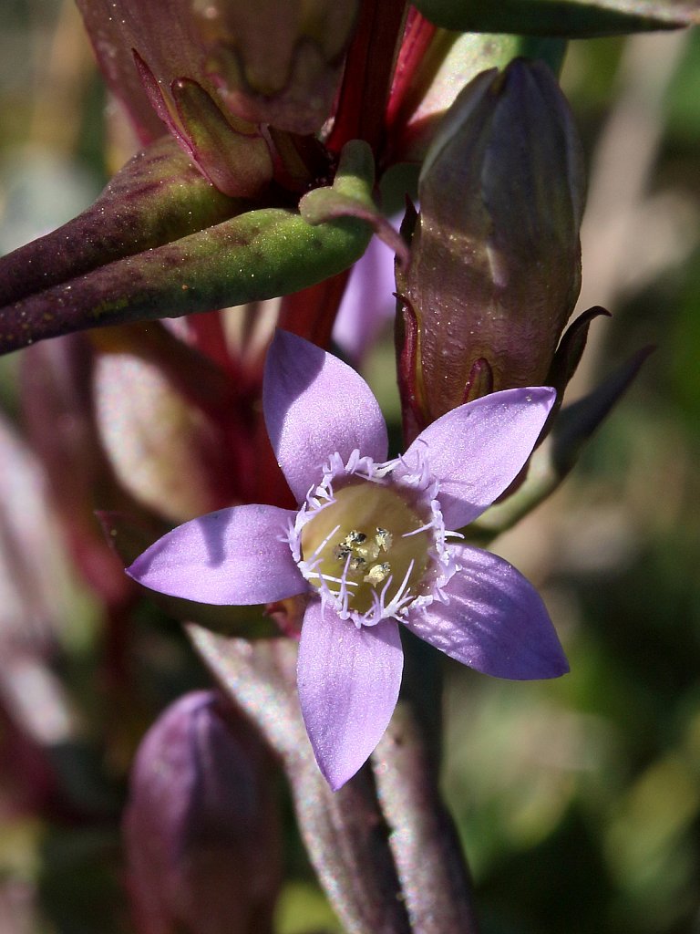 Gentianella amarella ssp amarella (Autumn Felwort)