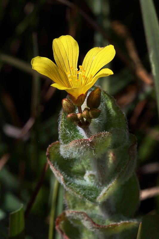 Hypericum Elodes Marsh St John S Wort Hugh Knott