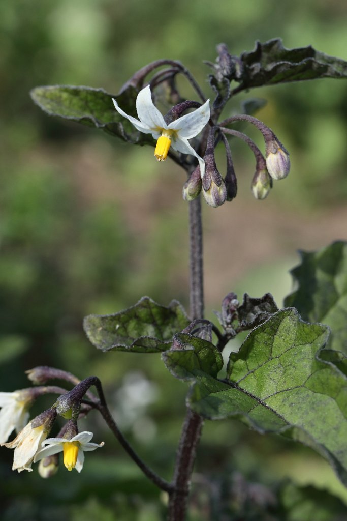 Solanum nigrum (Black Nightshade)