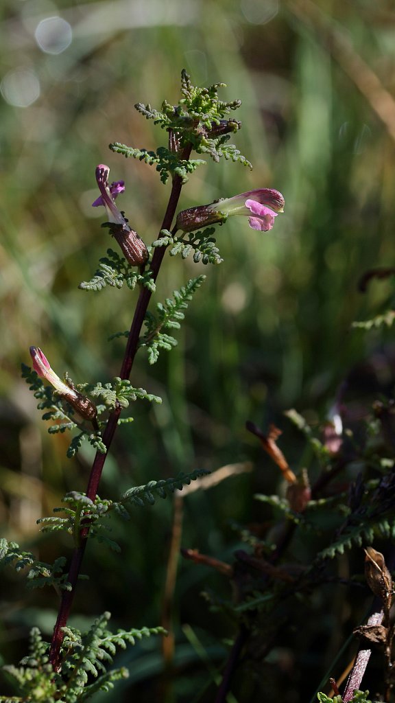 Pedicularis palustris (Marsh Lousewort)