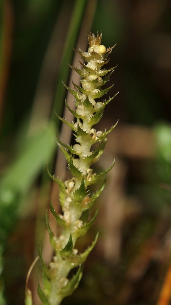 Selaginella selaginoides (Lesser Clubmoss)