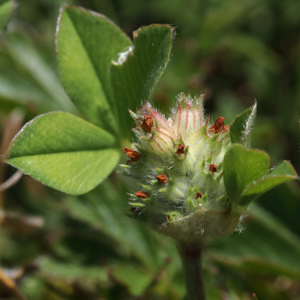 Trifolium striatum (Knotted Clover)