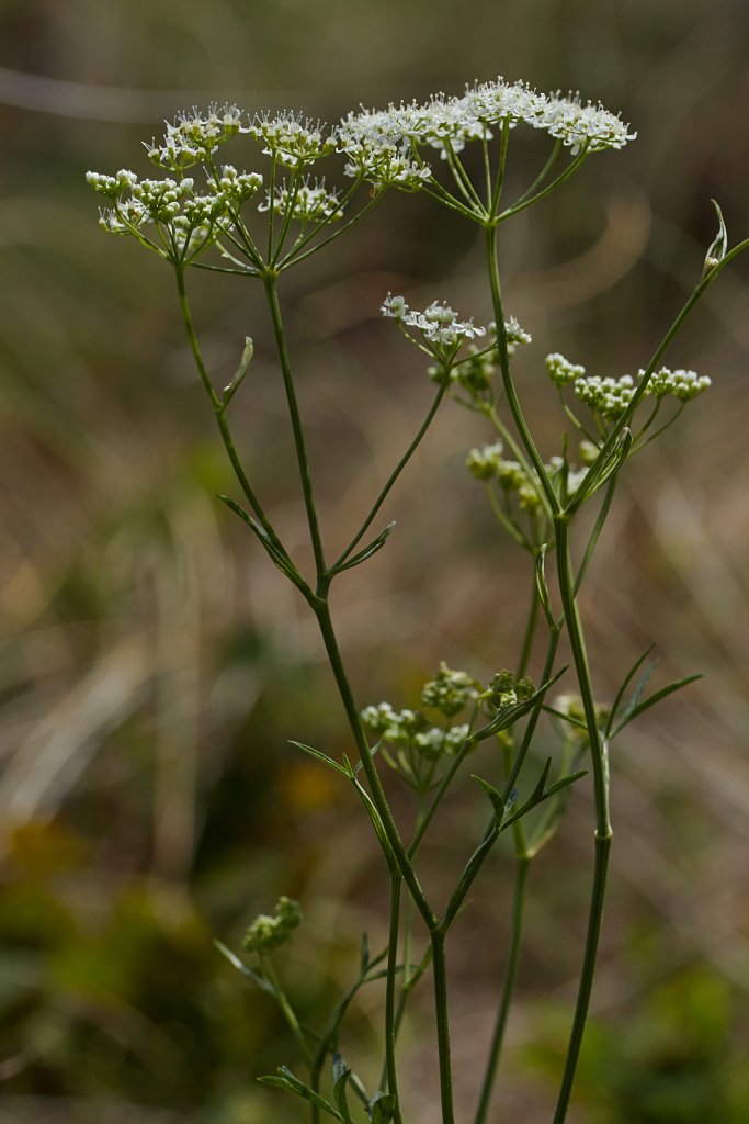 Pimpinella saxifraga (Burnet-saxifrage)