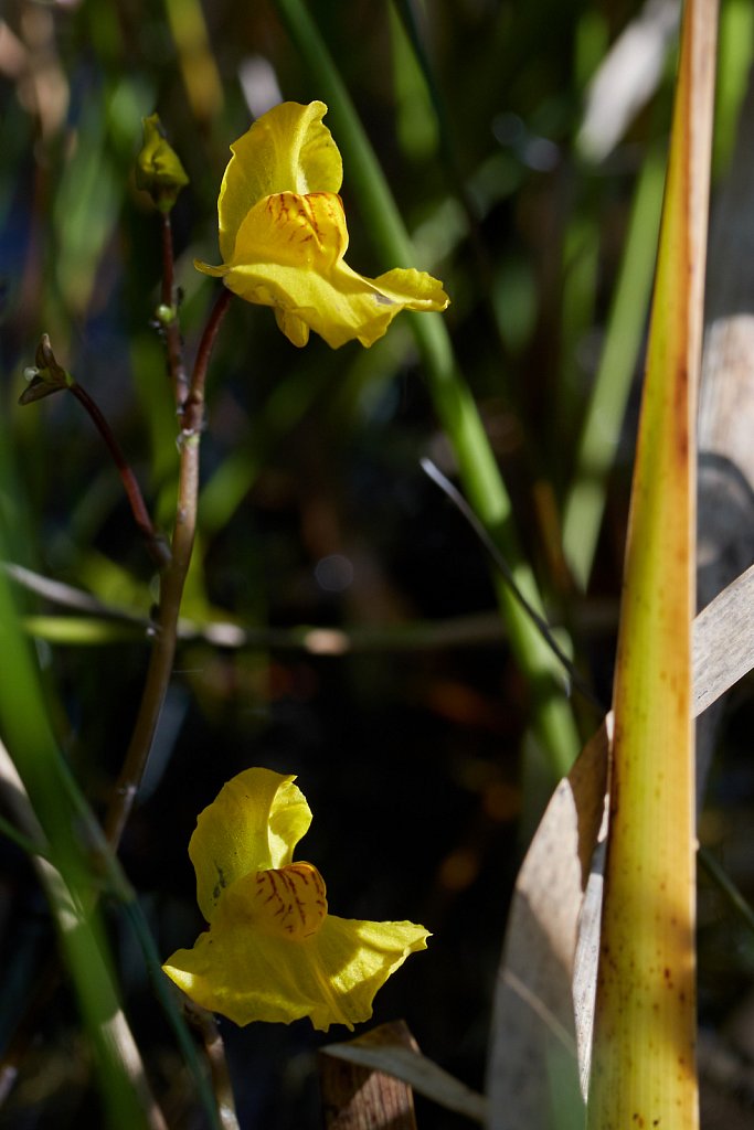 Utricularia australis (Bladderwort)