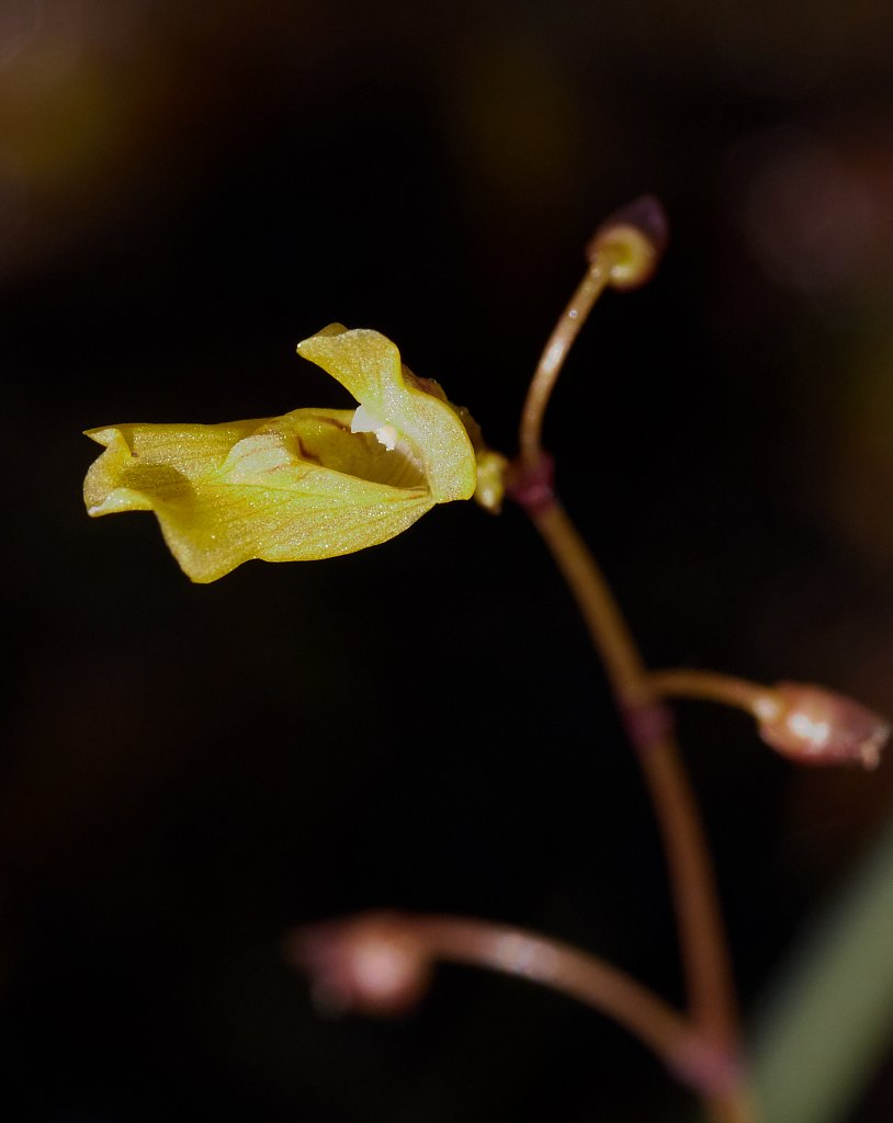Utricularia minor (Lesser Bladderwort)