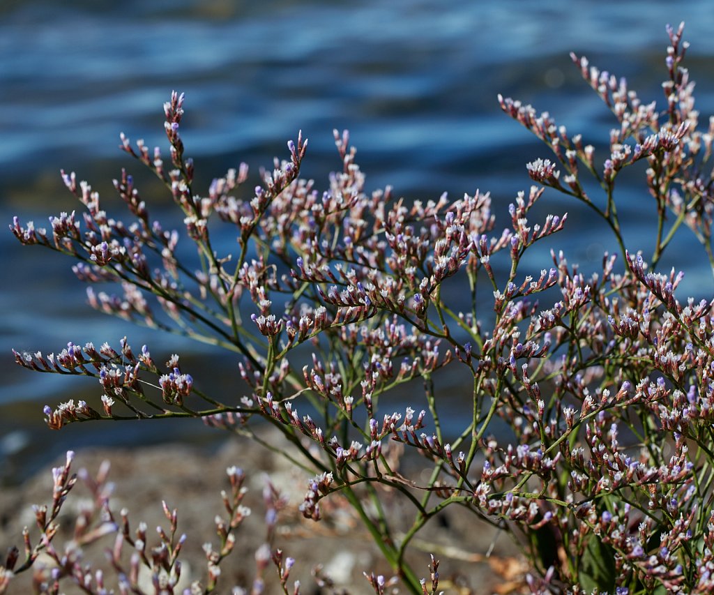 Limonium humile (Lax-flowered Sea-lavender) (1)