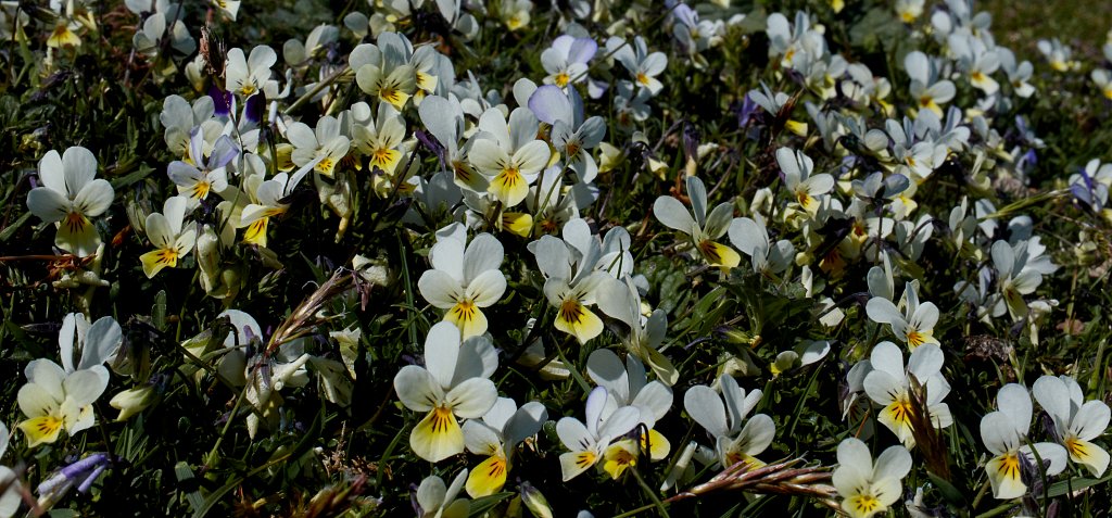 Viola tricolor (Wild Pansy)