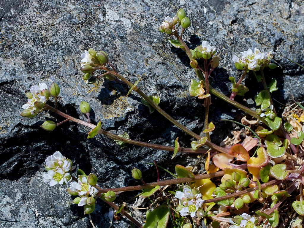 Cochlearia danica (Danish Scurvygrass)