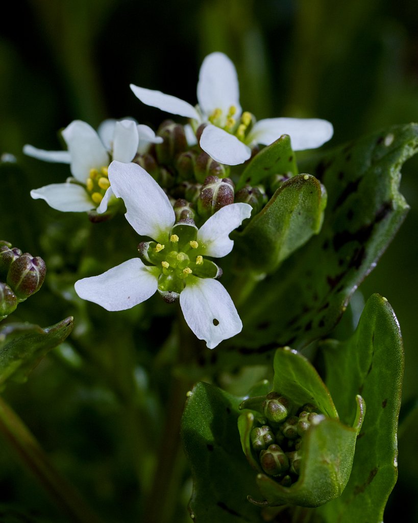Cochlearia officinalis (Common Scurvygrass)
