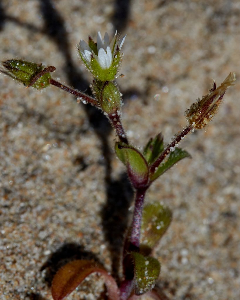 Cerastium diffusum (Sea Mouse-ear)