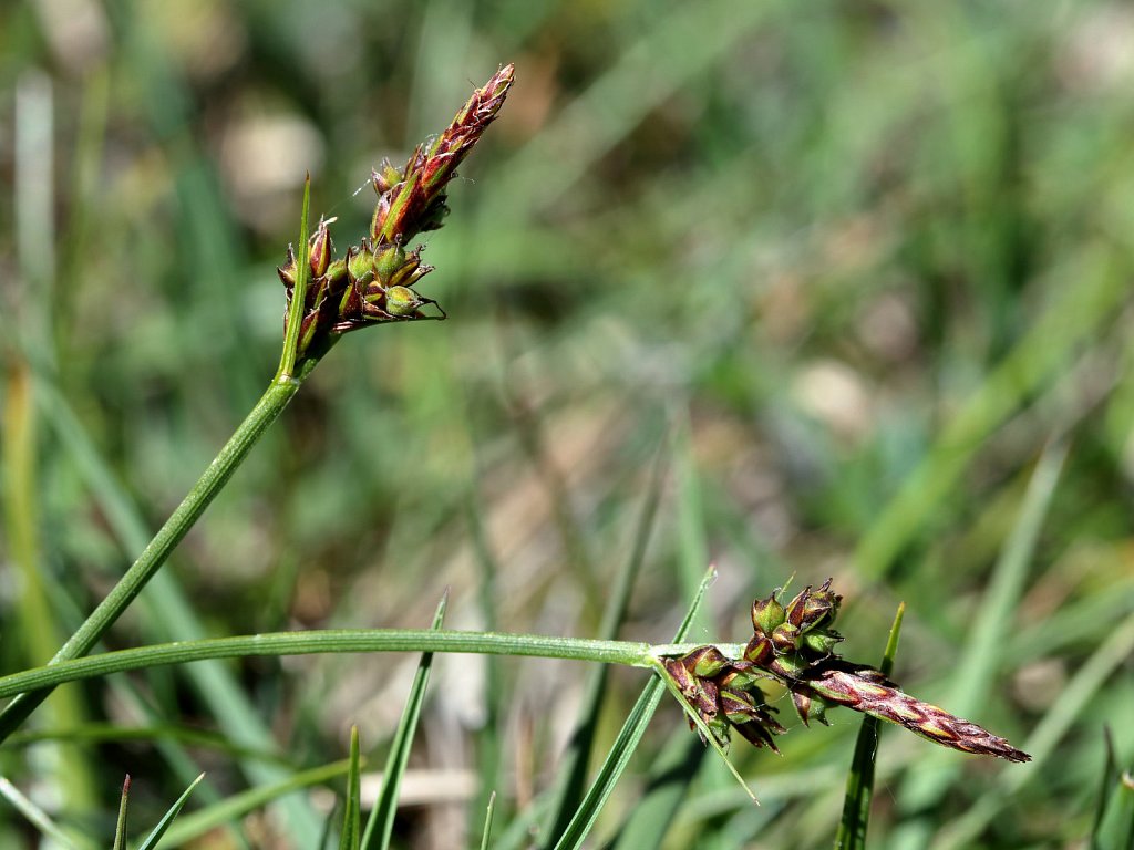 Carex pilulifera (Pill Sedge)