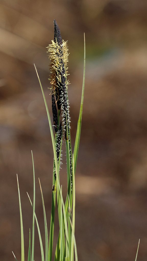 Carex nigra (Common Sedge)