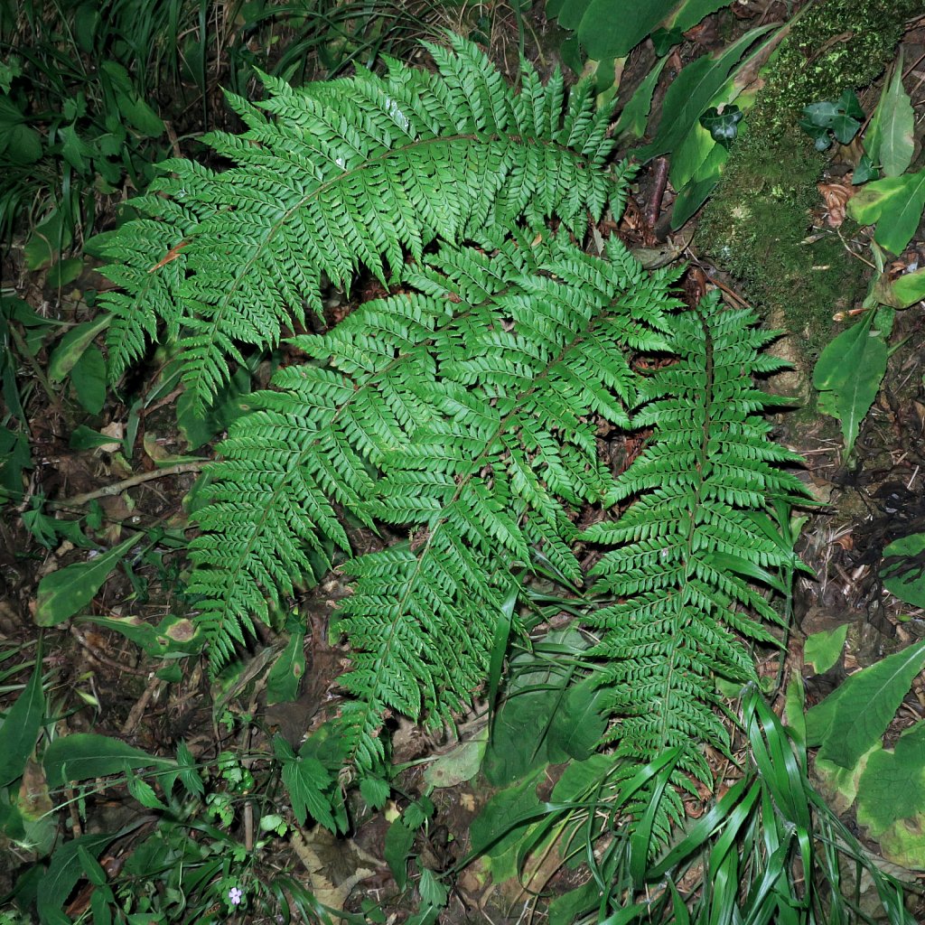 Polystichum aculeatum (Hard Shield-fern)