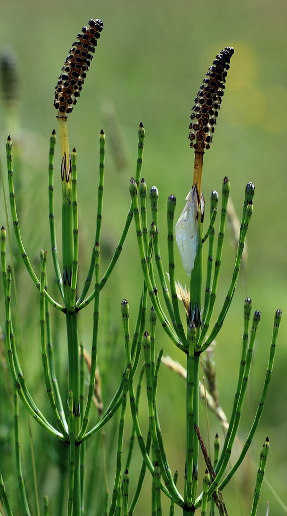 Equisetum palustre (Marsh Horsetail)