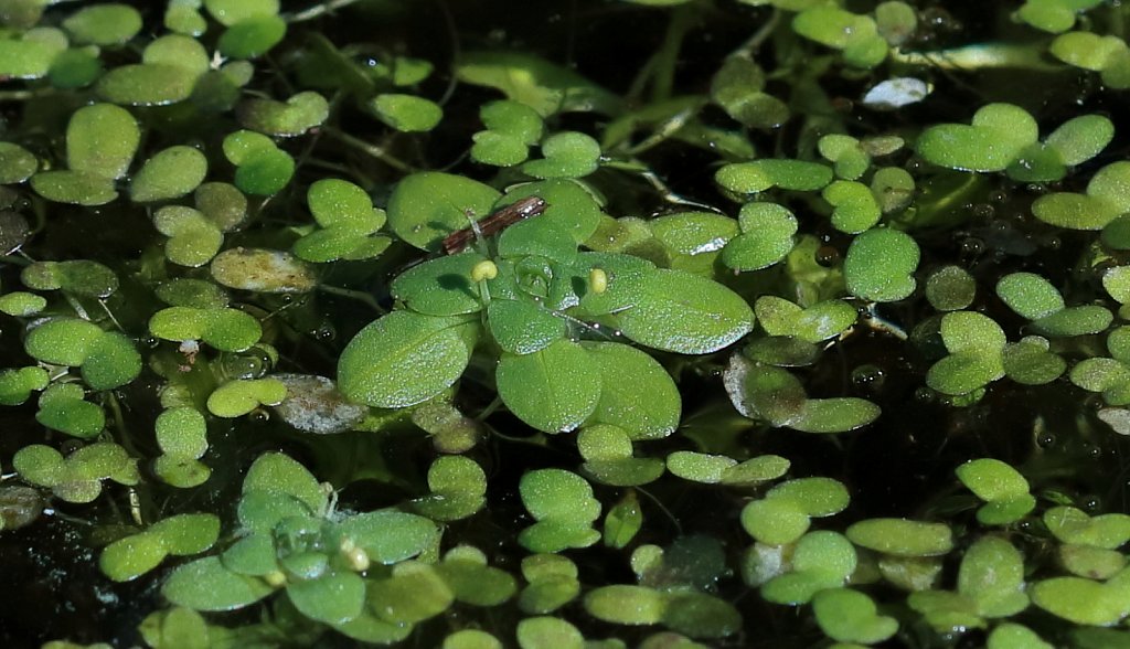 Callitriche stagnalis (Common Water-starwort)