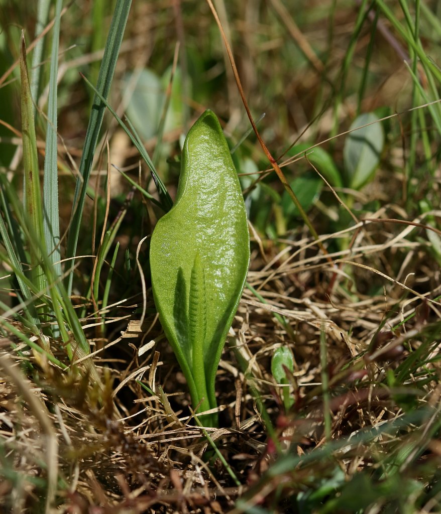 Ophioglossum vulgatum (Adder's-tongue)