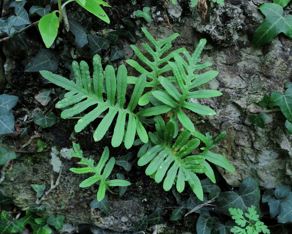 Polypodium cambricum (Southen Polypody)