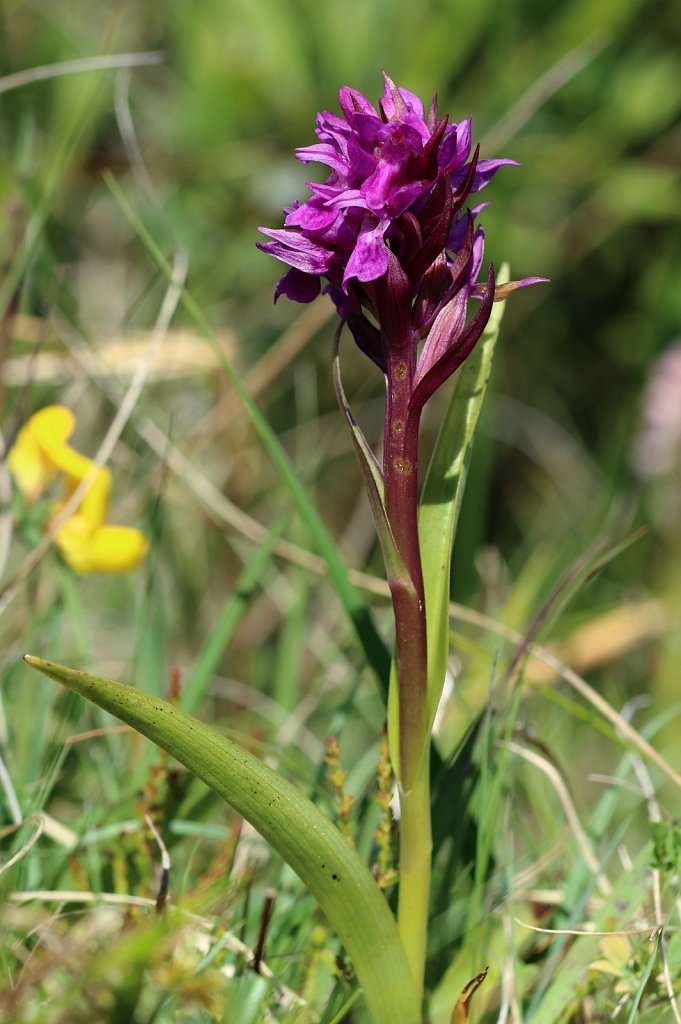 Dactylorhiza traunsteinerioides (Narrow-leaved Marsh-orchid)