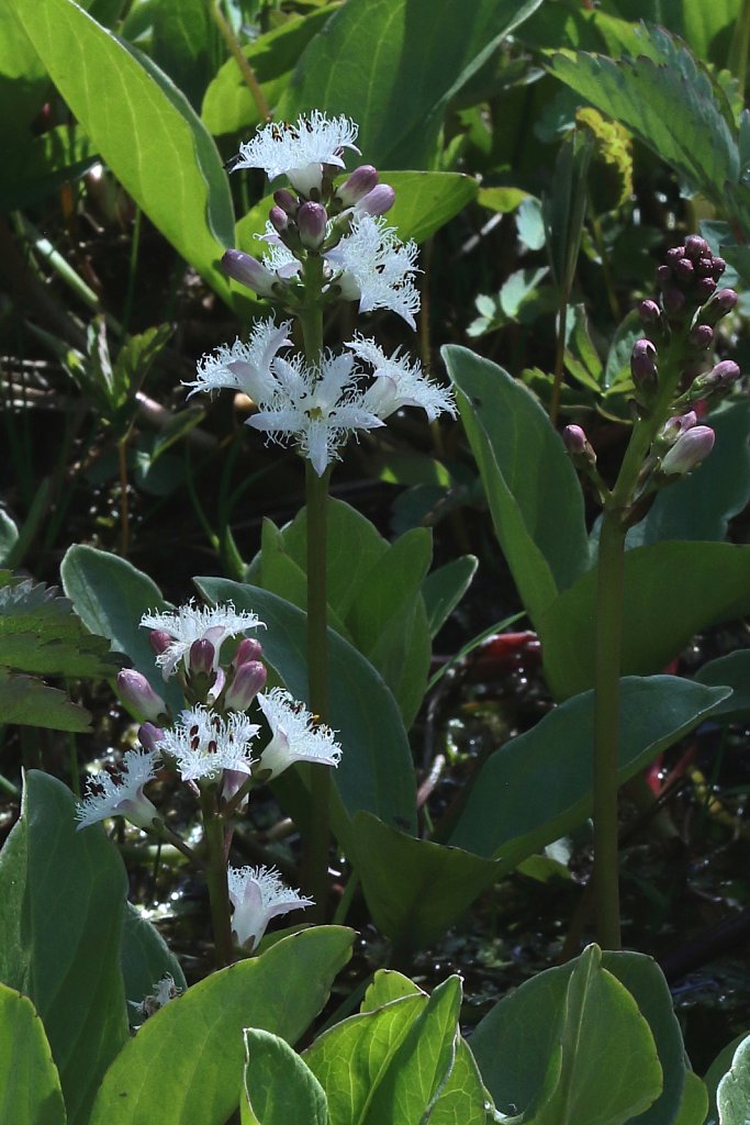 Menyanthes trifoliata (Bogbean)