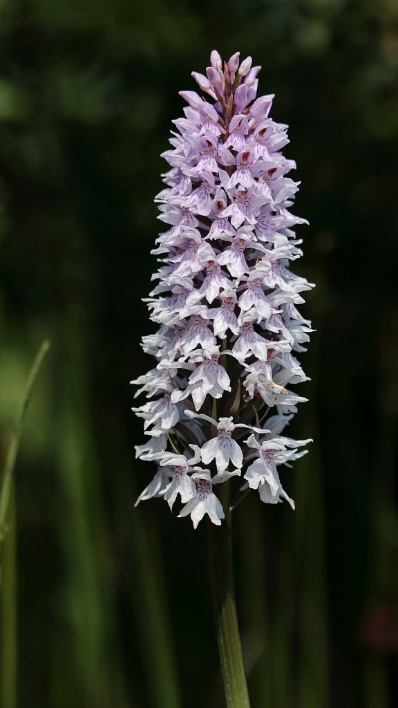 Dactylorhiza fuchsii (Common Spotted-orchid)