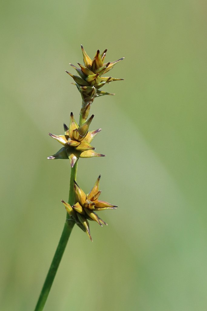 Carex echinata (Star Sedge)