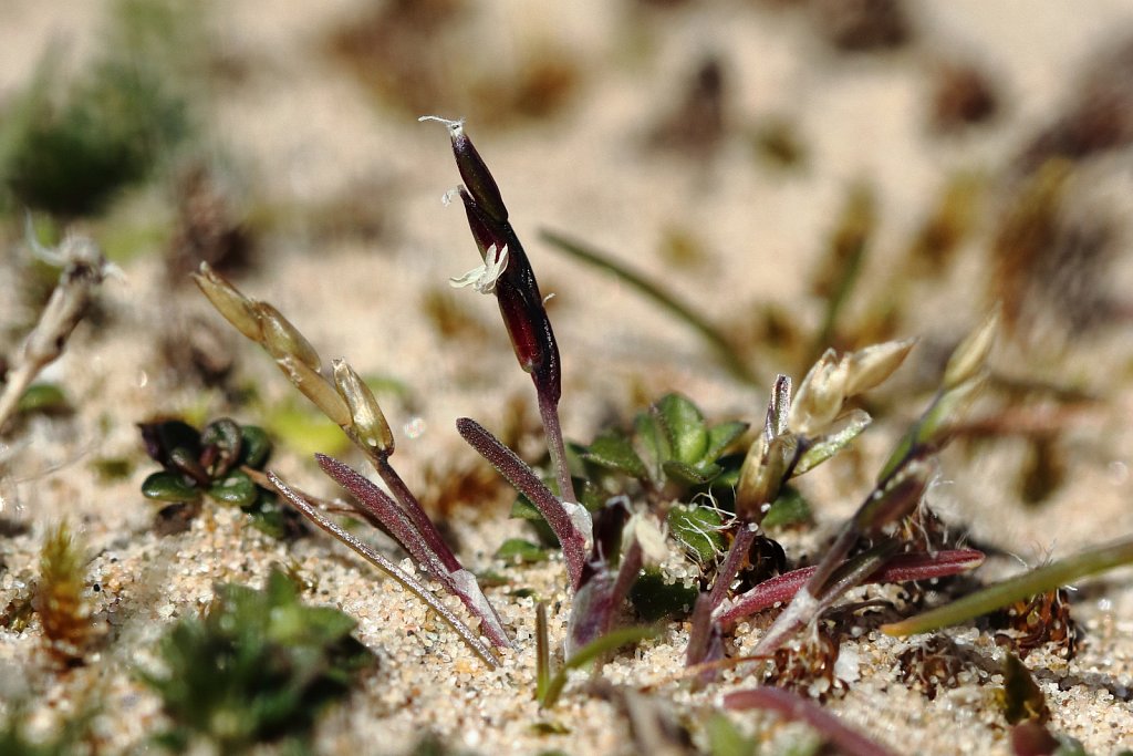 Mibora minima (Early Sand-grass)
