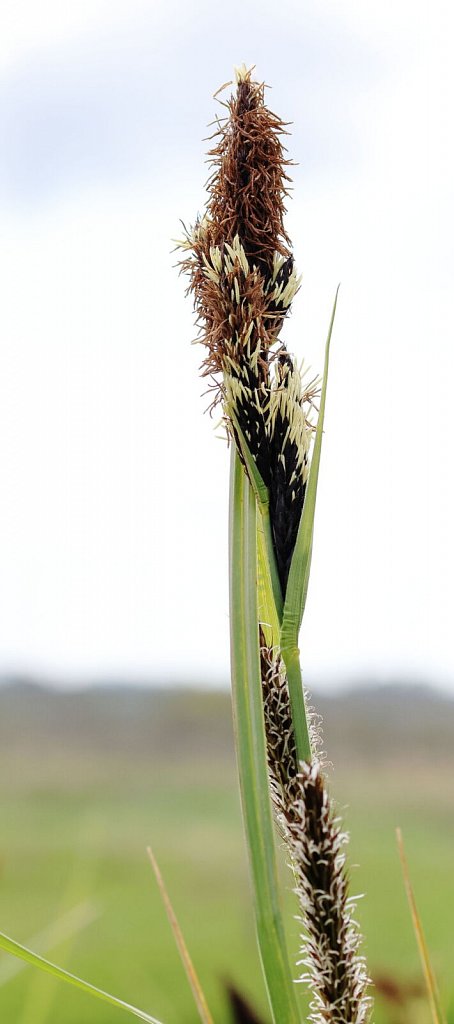 Carex riparia (Greater Pond Sedge)