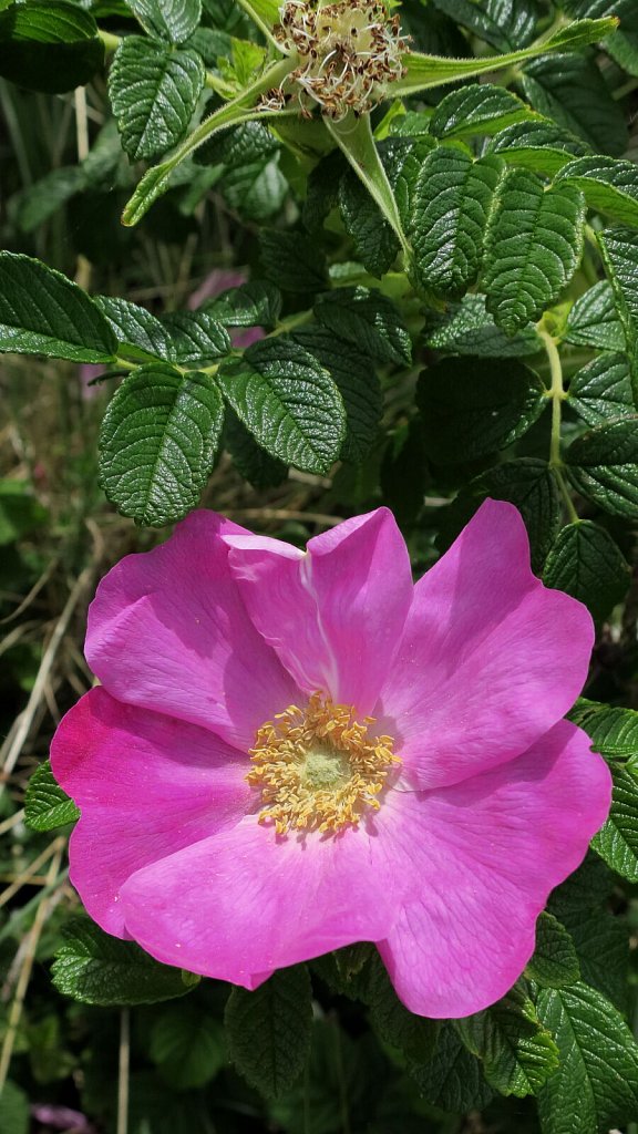 Rosa rugosa (Japanese Rose)
