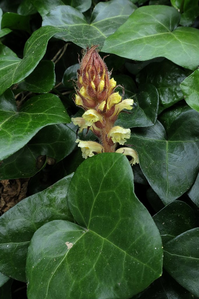 Orobanche hederae (Ivy Broomrape)