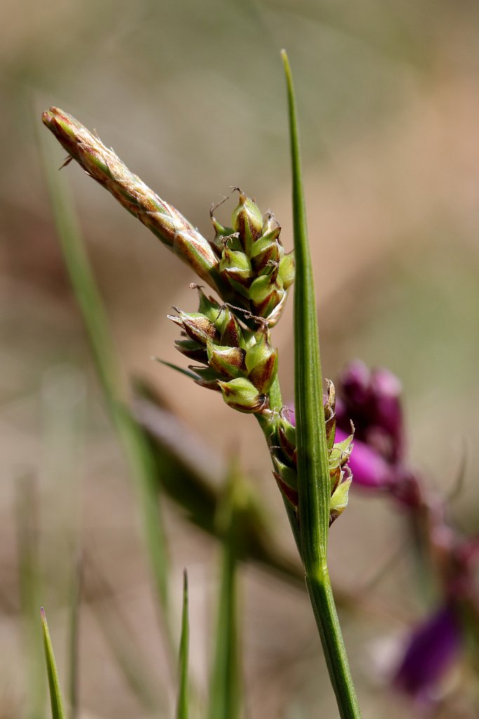Carex caryophyllea (Spring Sedge)
