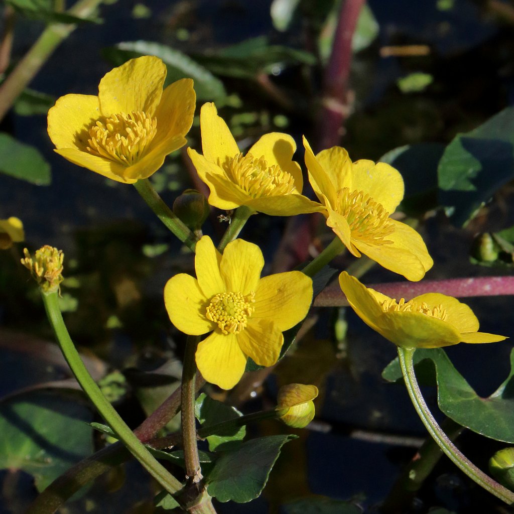 Caltha palustris (Marsh-marigold)