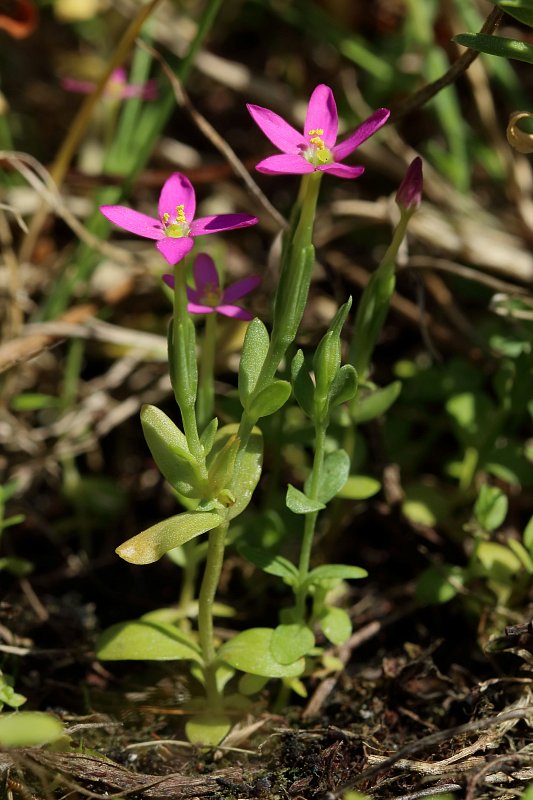 Lesser Centaury Centaurium pulchellum (Lesser Centaury) - Hugh Knott
