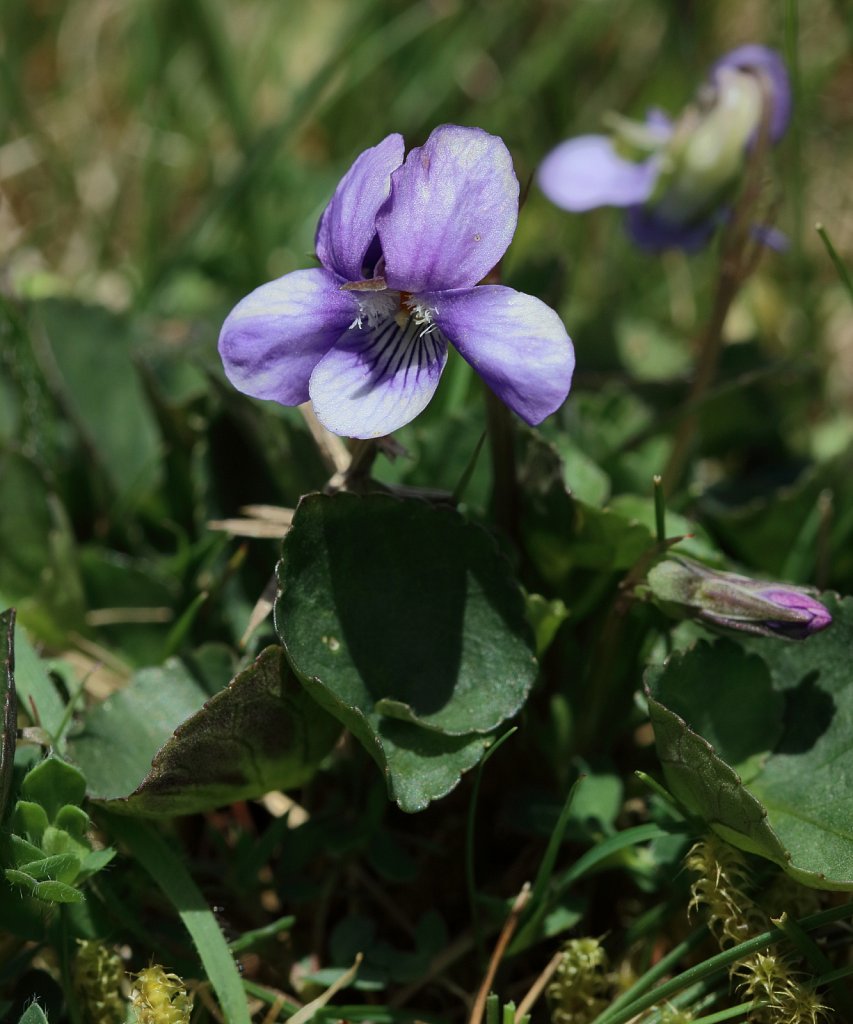 Viola riviniana (Common Dog-violet)