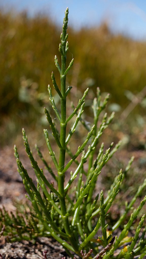 Salicornia dolichostachya (Long-spiked Glasswort)
