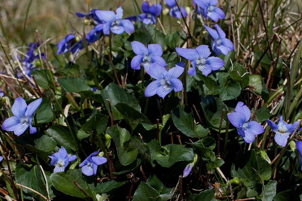 Viola x intersita [V. riviniana x V. canina] (hybrid of Common Dog-violet x Heath Dog-violet)