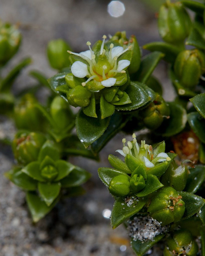 Honckenya peploides (Sea Sandwort)