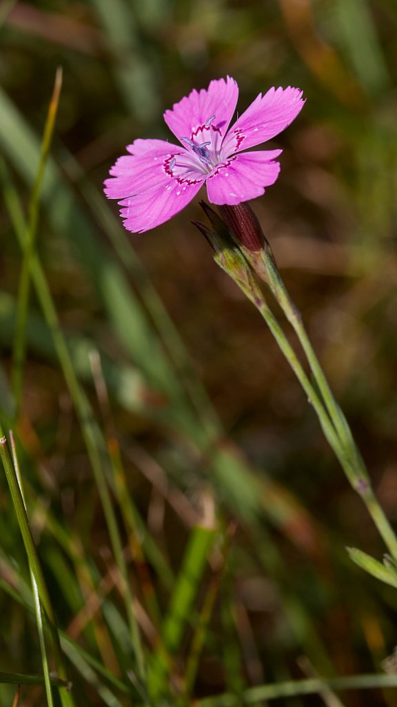 Dianthus deltoides (Maiden Pink)
