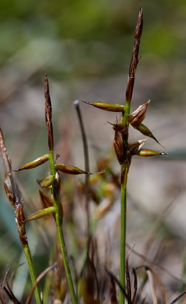Carex pulicaris (Flea Sedge)