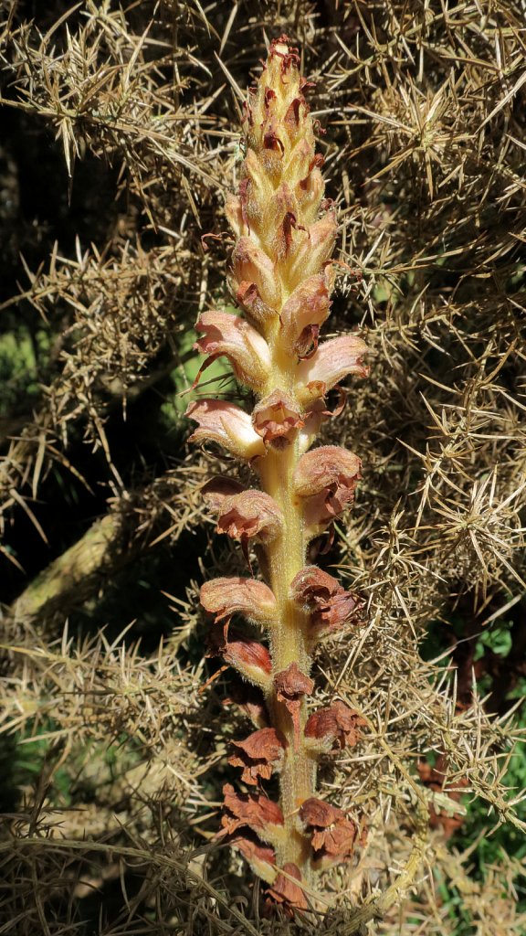 Orobanche Rapum-genistae (Greater Broomrape)