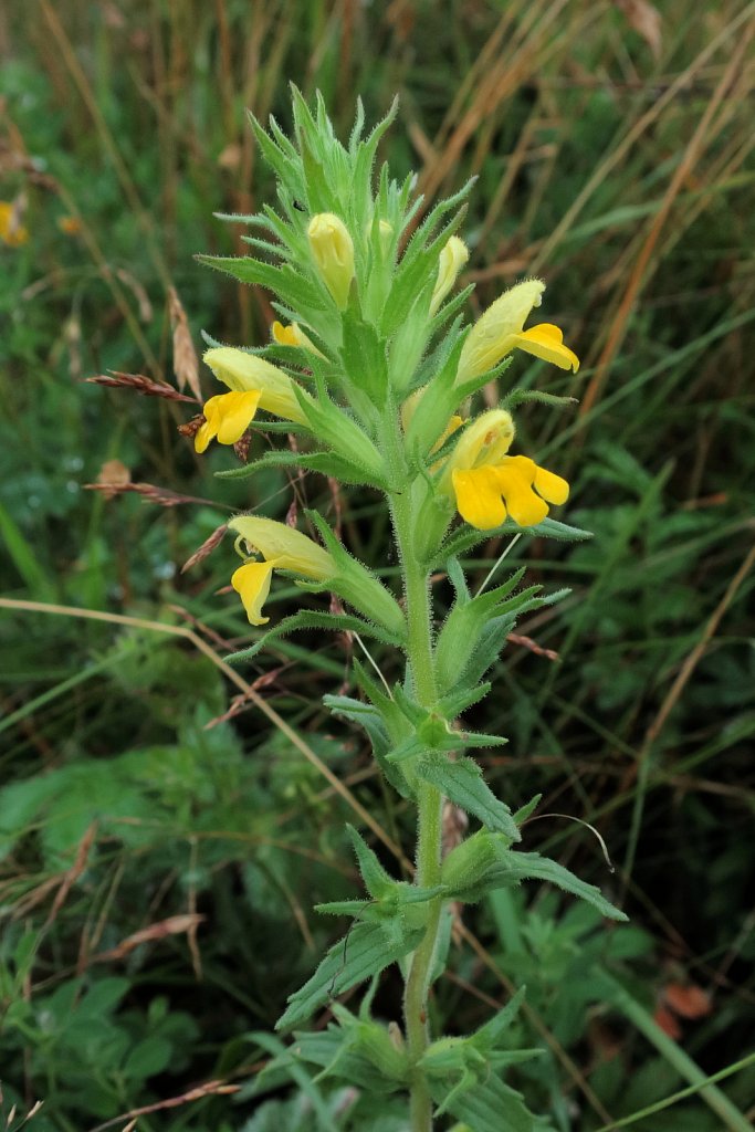 Parentucellia viscosa (Yellow Bartsia)