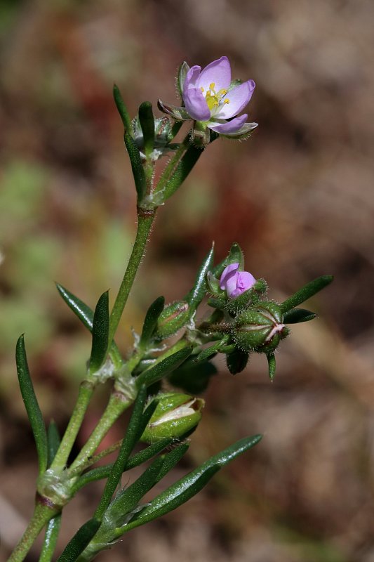 Spergularia marina (Lesser Sea-spurry) - Hugh Knott