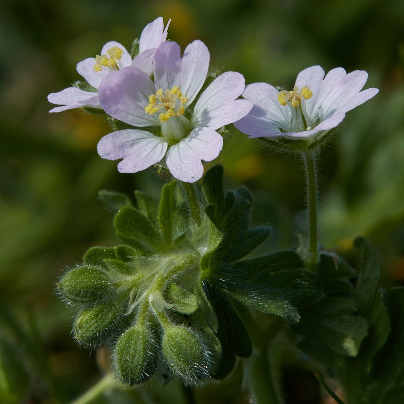 Geranium molle (Dove's-foot Crane's-bill) - Hugh Knott
