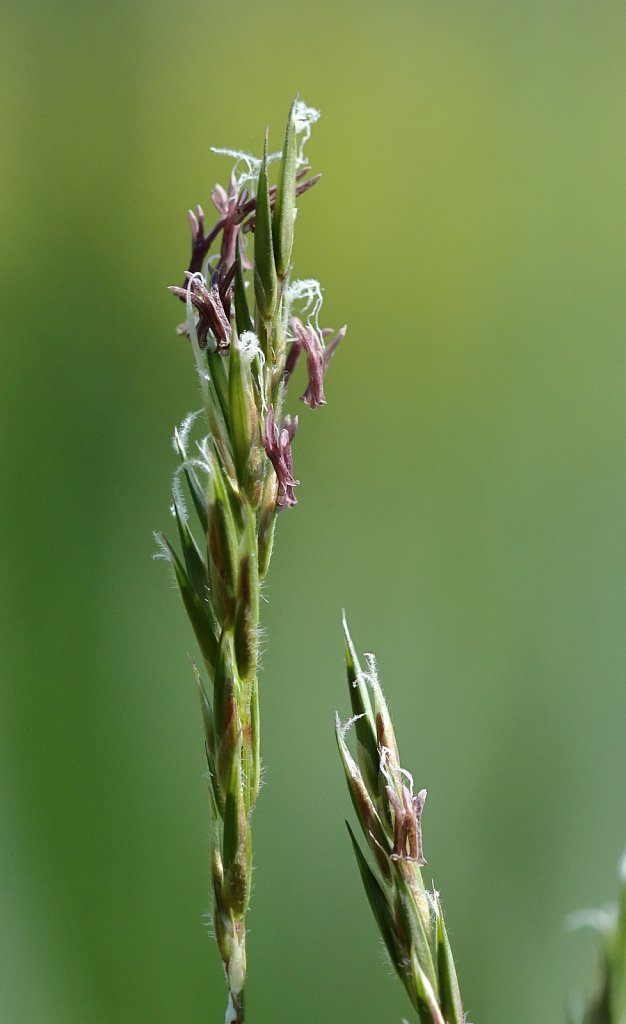 Anthoxanthum odoratum (Sweet Vernal-grass)