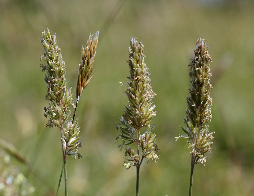 Koeleria macrantha (Crested Hair-grass)