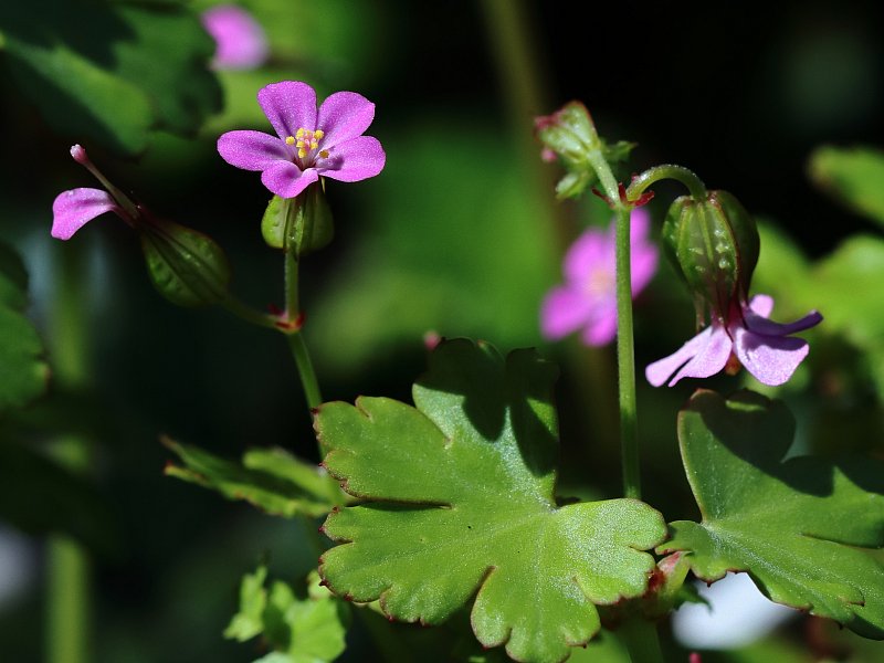 Geranium lucidum (Shining Crane's-bill) - Hugh Knott