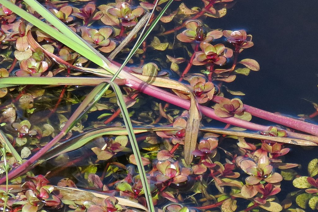 Lythrum portula (Water-purslane)