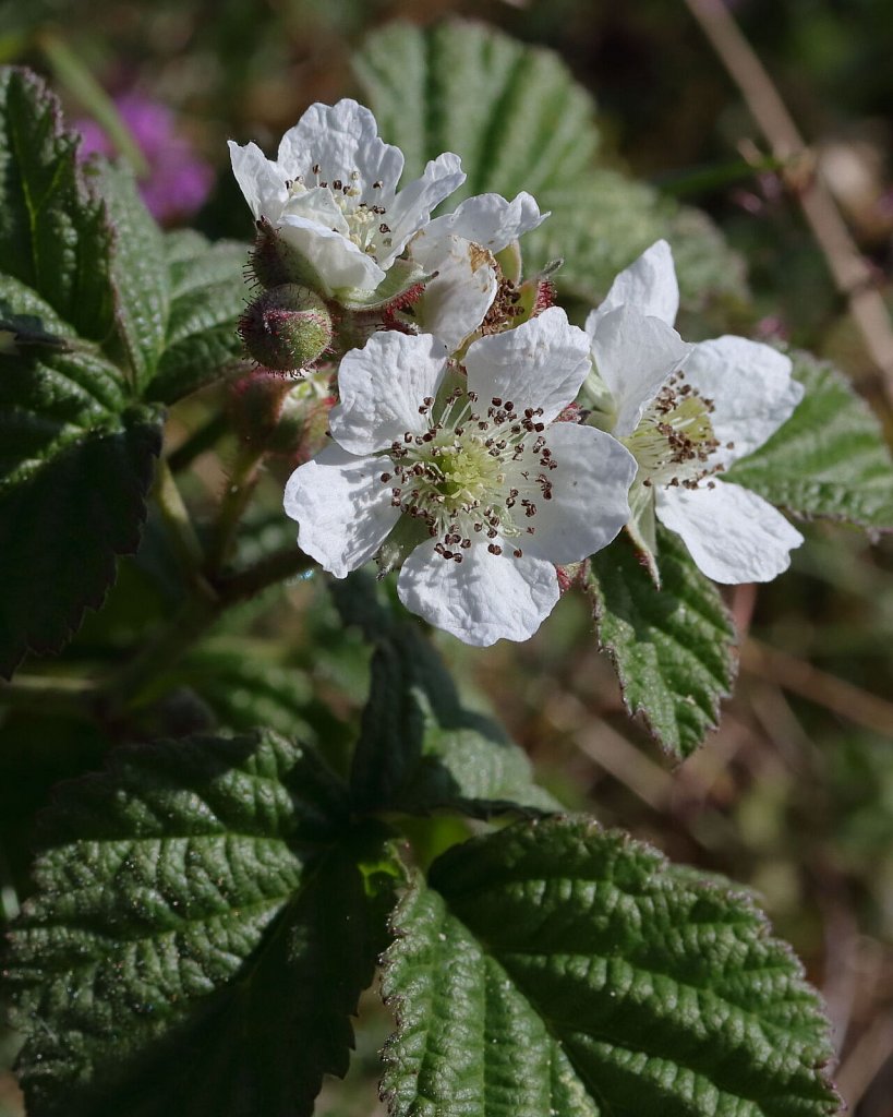 Rubus caesius (Dewberry)