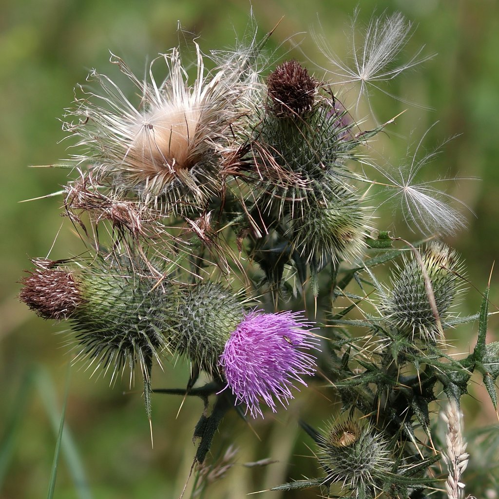 Cirsium vulgare (Spear Thistle)